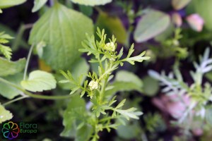 Lepidium didymum